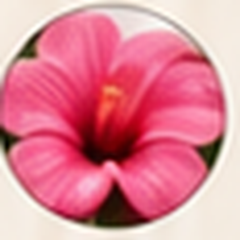 Hibiscus